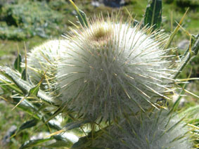 Cirsium eriophorum